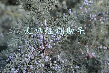 美柚经期助手