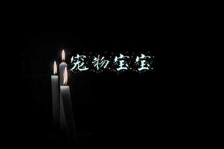 宠物宝宝