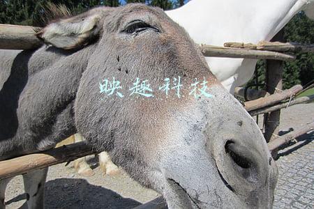 映趣科技