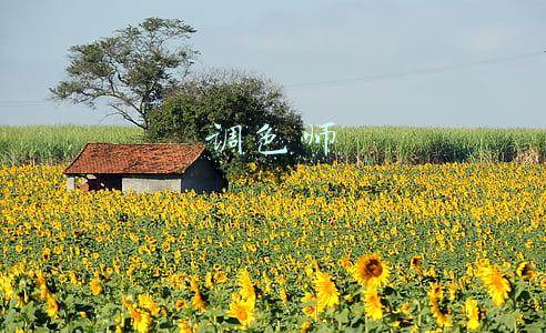 调色师