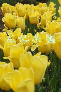 龙记集团
