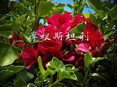 摩根斯坦利