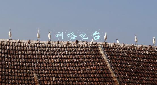 网络电台