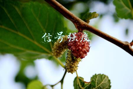 信号强度