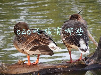 o2o网站有哪些