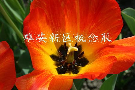 雄安新区概念股