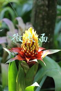 微桌面