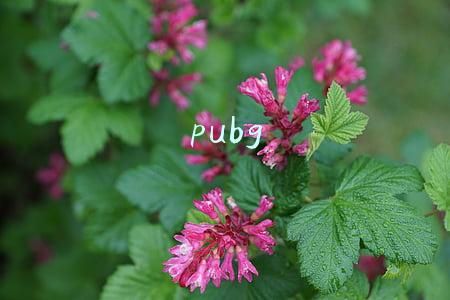 pubg