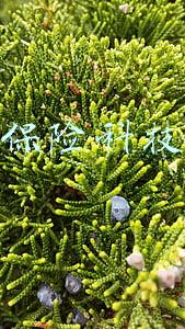 保险科技