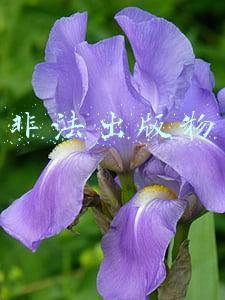 非法出版物