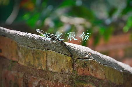飞龙股份是家什么样的公司(半年报解读｜飞龙股份涡壳订单翻倍产能吃紧 公司人士：短期传统业务为主 新能源快速增长)