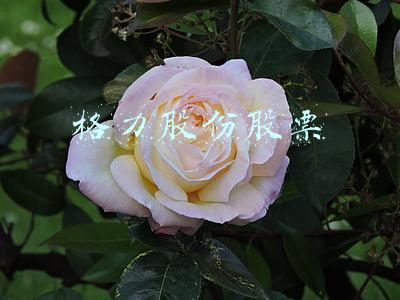 格力股份股票