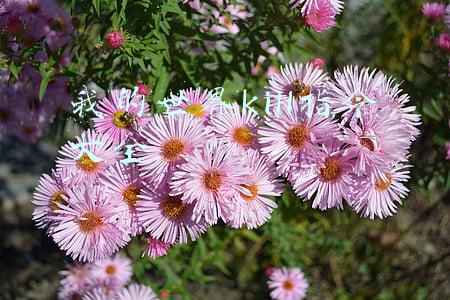 我的世界kill指令大全