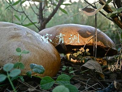 宋有洲