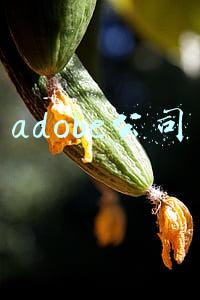 adobe公司