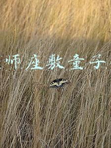 阴阳师座敷童子御魂