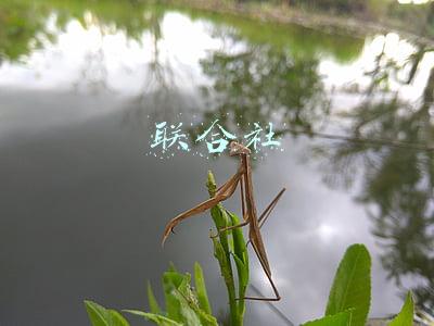 联合社