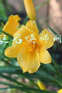 幸运召唤师网址