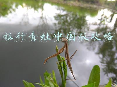 旅行青蛙中国版攻略
