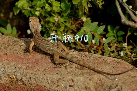 升腾910