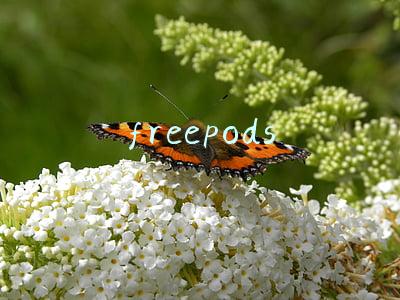 freepods