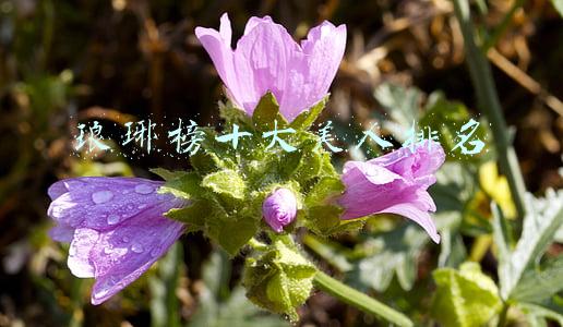 琅琊榜十大美人排名