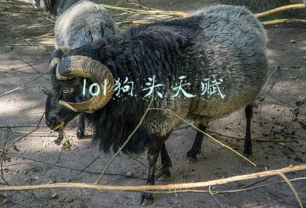 lol狗头天赋