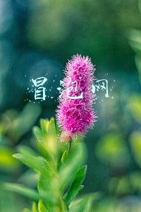 冒泡网