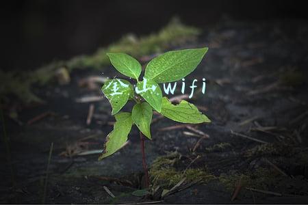 金山wifi