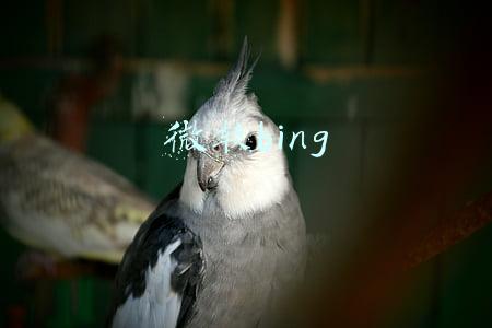 微软bing