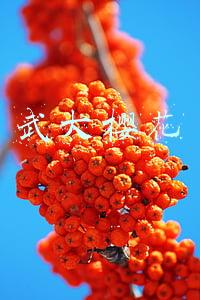 武大樱花
