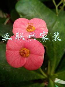 互联网家装