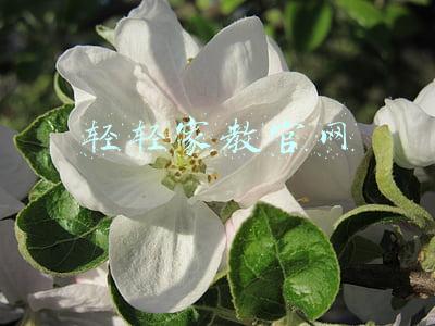 轻轻家教官网app下载(轻轻家教APP 版本更新 用手机软件找老师走向便捷化)