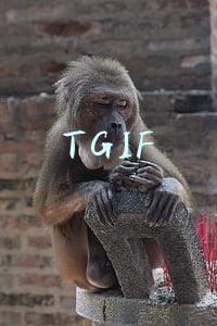 TGIF