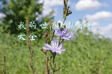 我的世界kill指令大全