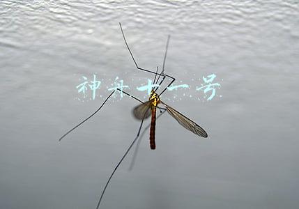 神舟十一号