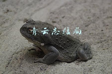 青云志结局