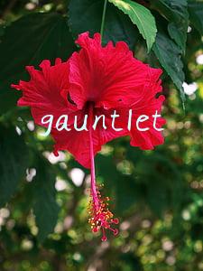 gauntlet
