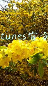 itunes官方