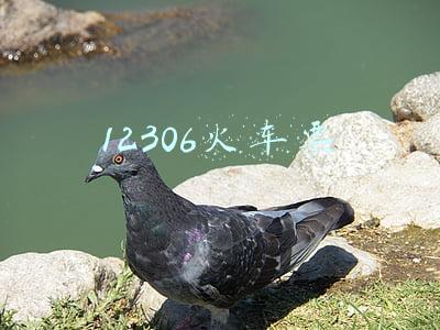 12306火车票 12306火车票