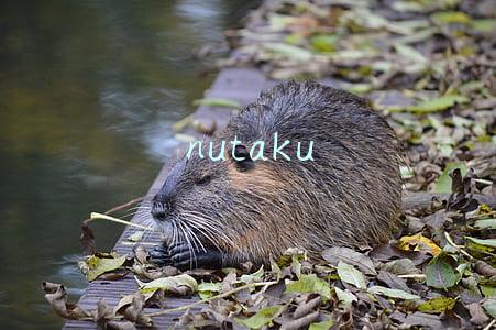 nutaku