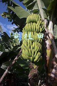 黄桂田