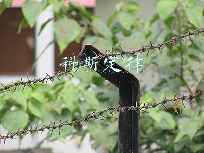 科斯定律