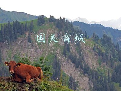 国美商城