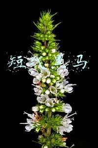短线黑马