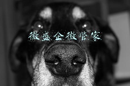微盛企微管家