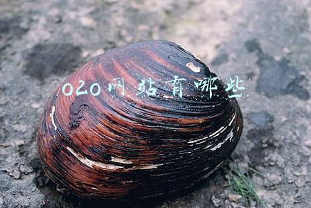 o2o网站有哪些