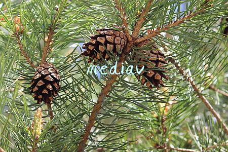 mediav