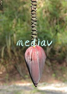 mediaV怎么样(融资丨CCV被投企业、全球领先的社交视频平台Lomotif被ZVV Media收购)
