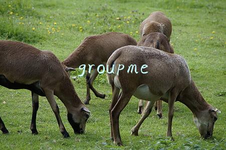groupme
